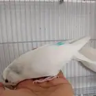 ذكر بادجى جاهز
