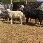 للبيع خروف فحل نجدي