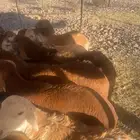 طليان سواكن جمله وفرادي