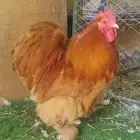 ديك كوشن أمريكي للبيع بالأحساء