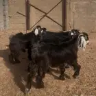 تيوس عوارض اضاحي