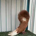 جوز وطبه جاكوبين