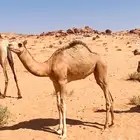 بكره حقه للبيع