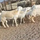 15رخال فواخر بفحلها من عقاب الدهاسي -الحد موجود