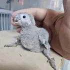 فروخ كنيور بلو شيك عدد 2