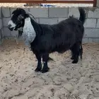 معزا كفو تعاريف قويه