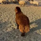 خروف كرامه فل الفل ناهي