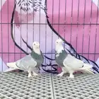 اتراك طواقي