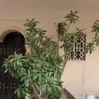 شجرة عدن او عدنة