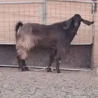 فحل تيس طيب