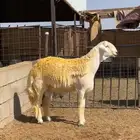 فحل حري مشروط