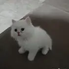بسة صغيرة عمر 5 شهور للبيع