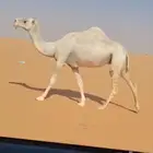 لقحه وضحا