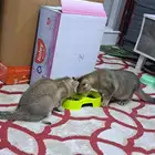 تبني سكوتش استريت
