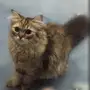 قطة شيرازيه للتبني