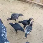 شامو الماني