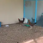 دجاج عربي فري