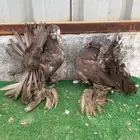 زوج رقاص هندي شباب