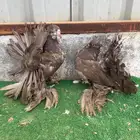 زوج رقاص هندي فاخر