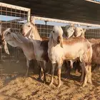 جذعان سواكني