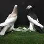 طبه نفاخ مسويع