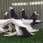 طبات نفاخ مسوبع 