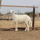 مشروع فحل تم البيع