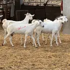 معزا بيشيات فواخر