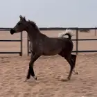 مهره واهو مكس جمال