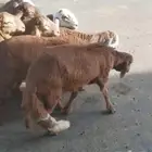 سواكني ابيض و احمر