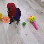 ببغاء إكلكتوس أنثى