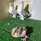 زوج روماني معاه انتاجه