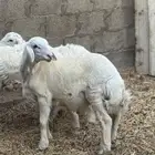 طليان حري تربية مزرعه