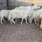 حريات مع فحلها