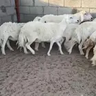 غنم حريات