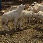 فحل بلدي مشروط