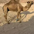 قعود للبيع احمر ثني