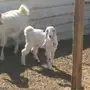 ثنيه برصا تحتها جفره