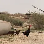دجاج باكستاني سندي