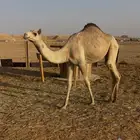 بكره هجن سلالة وشكل