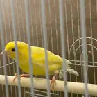 كناري وتر سلاجر تغريد