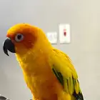 صن كنيور أنثى
