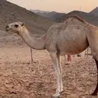للبيع بكاره بلدي امها ساحليه قصب عمرها سنه