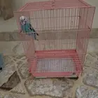 طيور حب