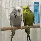زوج بادجي انجليزي
