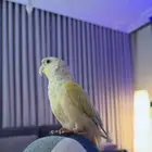 كنيور أناناس مفقود