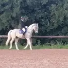 مدرب دريساج وقفز الحواجز