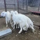 ذبايح خرفان جبرات