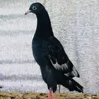 طبه top