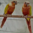 Sun Cheek Double Red Factor Breeding Pair SOLD